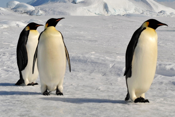 Die heute größten Pinguine sind die Kaiserpinguine in der Antarktis.