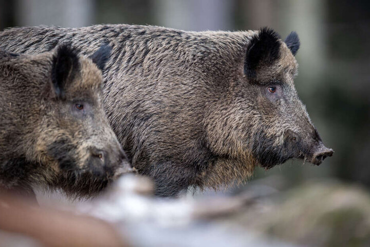 Zwei Wildschweine stehen auf einem Plateau im Wald. Die Schweinepest ist bedrohlich Nahe an die deutsche Grenze herangerückt. (Symbolbild)
