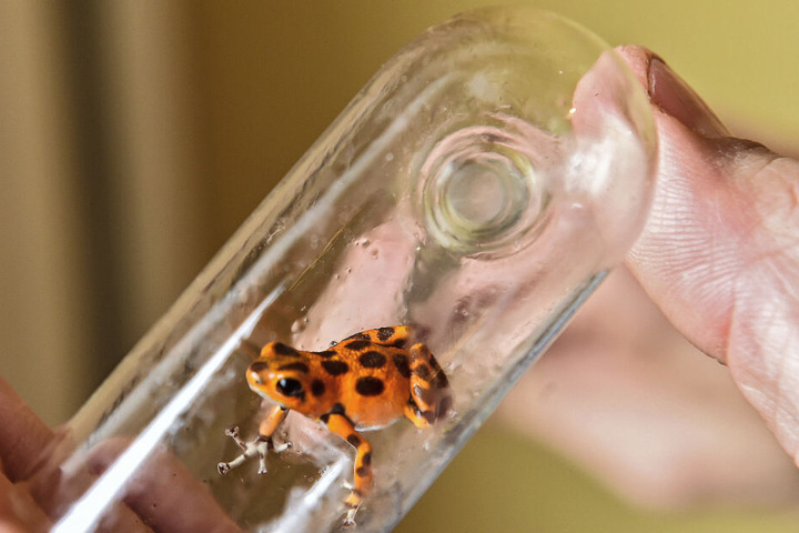 Auch dieser Erdbeerfrosch ist schön anzusehen.