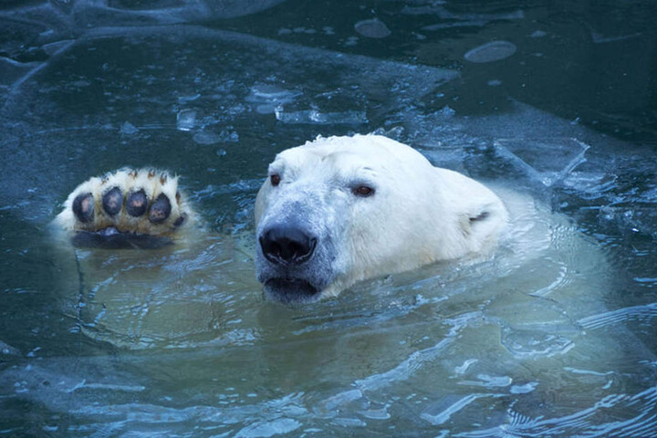 Im Winter fühlen sich Eisbären erst so richtig wohl.