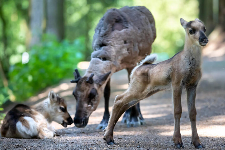 Die Jungtiere erkunden schon fleißig in Begleitung ihrer Mutter das begehbare Gehege.