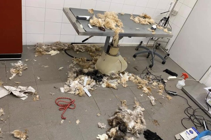 Die Reste der tierischen Scheraktion.