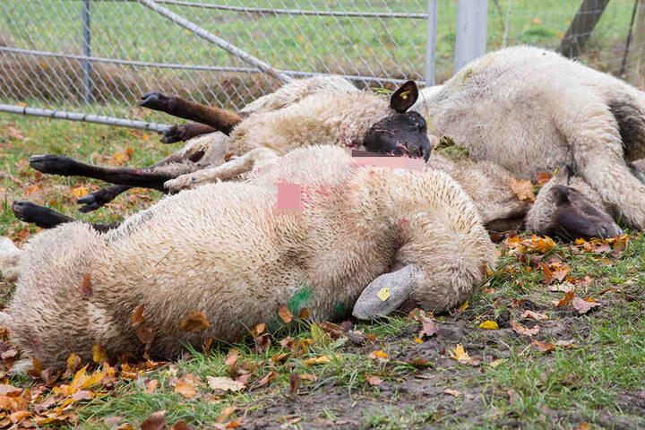 Im Herbst 2016 starben bei einem Wolfsangriff mehrere Schafe.