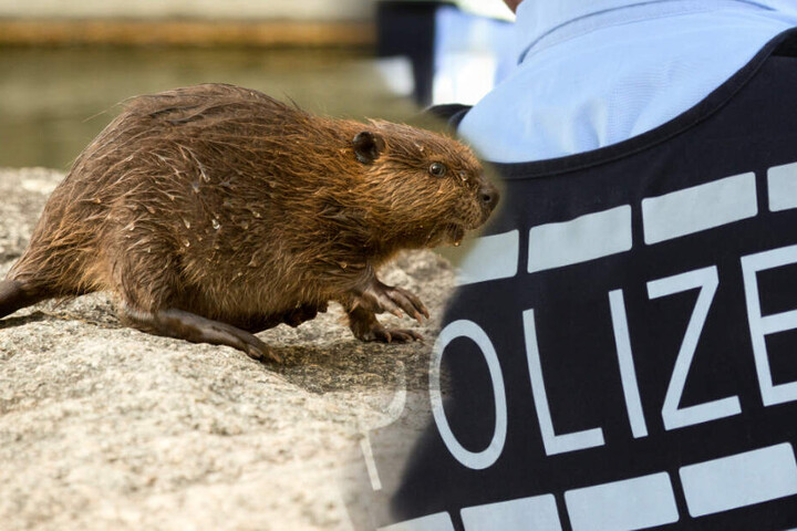 Die Polizei konnte das Tier schließlich zu einem Bach führen. (Symbolbild / Fotomontage)