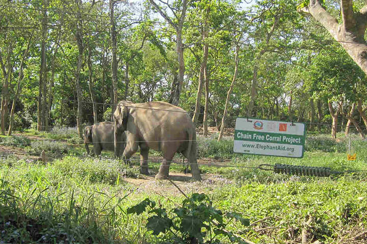 Elefanten im National-Park Chitwan in Nepal.