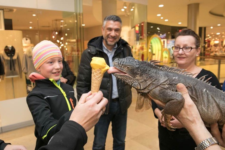 Leguan Jana steht auf Mango-Eis. Früher musste Sie an illegalen Rennen teilnehmen. Sie ist ein Meter lang und mit 20 Jahren uralt.