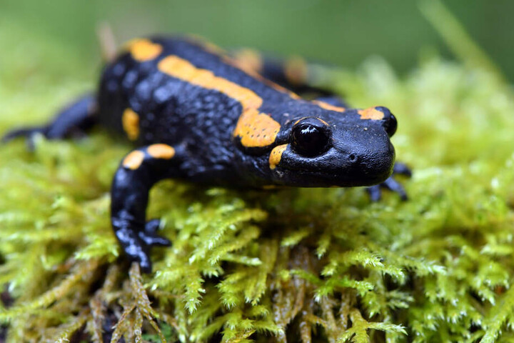 Ein ausgewachsener Feuersalamander hat es sich im Moos bequem gemacht.