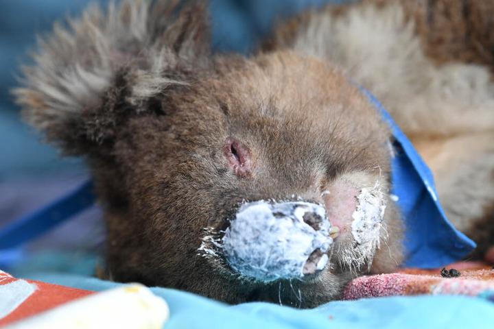Ein Koala schläft mit Salbe auf der Nase. In Australien sind durch die verheerenden Buschfeuer Millionen Tiere verletzt oder getötet worden.