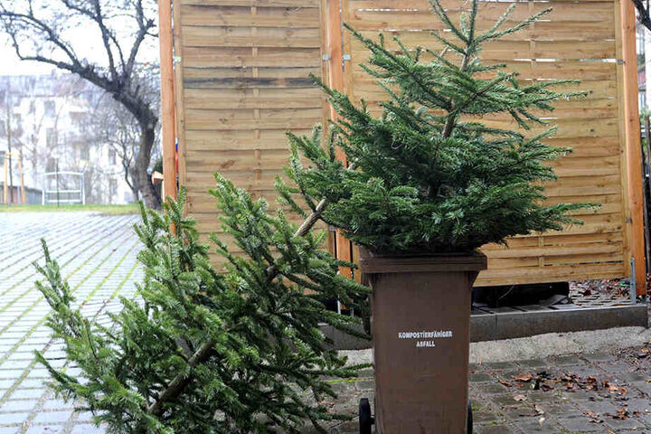 Ab Montag können die Weihnachtsbäume neben die Biotonne gelegt werden.