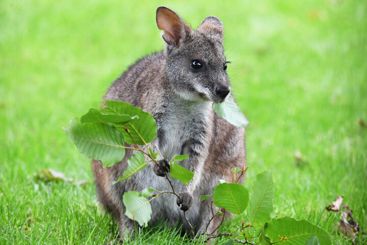 Rund ums Thema Australien geht's im Reisefilm im Pollux. (Symbolbild)