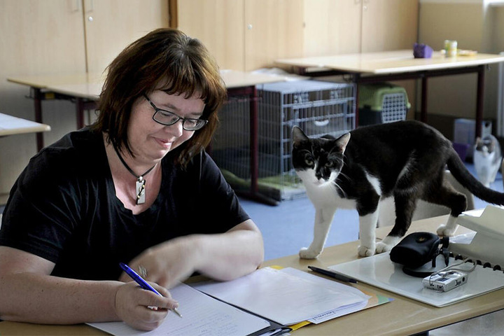 Privatinteressenten kamen zu der Veräußerung nicht. Stattdessen erwarben die derzeitigen Pflegestellen die Katzen und Hunde vom Landratsamt.