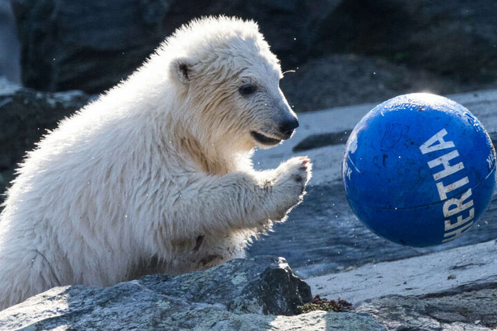 Pandamädchen Hertha hat Spaß mit dem Ball.