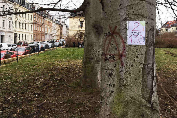 Zwei Bäume wurden übrig gelassen. Die Rotbuchen stehen unter Naturschutz.