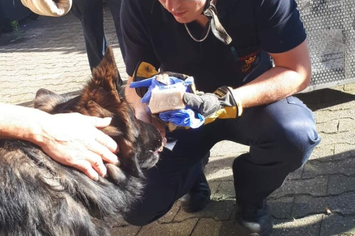 Für den tapferen Hund gab es im Anschluss noch mehr: Die Feuerwehr spendete ihm eine schmackhaftes Frikadellenbrot.