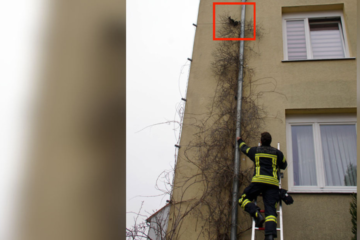 Die Feuerwehr rückte mitsamt Leiter an. Kurz darauf flitzte das Eichhörnchen los.