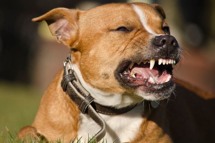 Ein circa 40 Zentimeter Hund griff das Kind an. (Symbolbild)