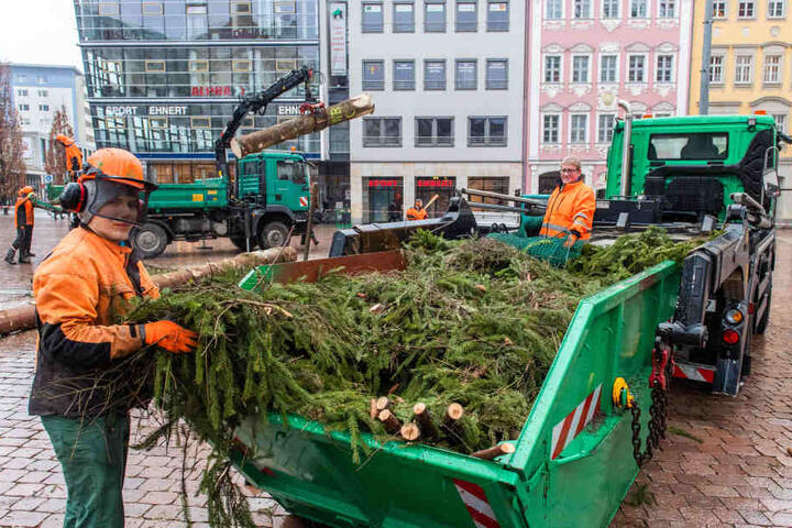 Die Chemnitzer Weihnachtsfichte kommt jetzt in den Tierpark. Einige Bewohner stehen auf stacheliges Grün und vertilgen die Nadeln.