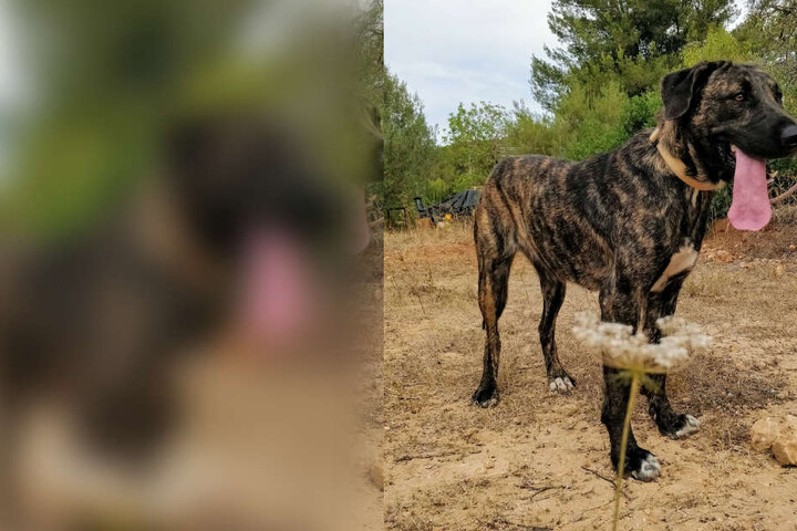 Ronja ist ungefähr 1,5 Jahre alt, besonders lieb und genießt die Nähe zum Menschen.