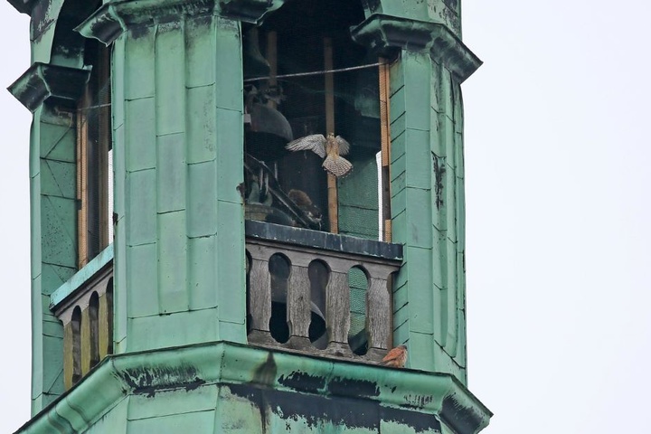 Der Falke war durch ein Taubenabwehr-Gitter im Turm gefangen.