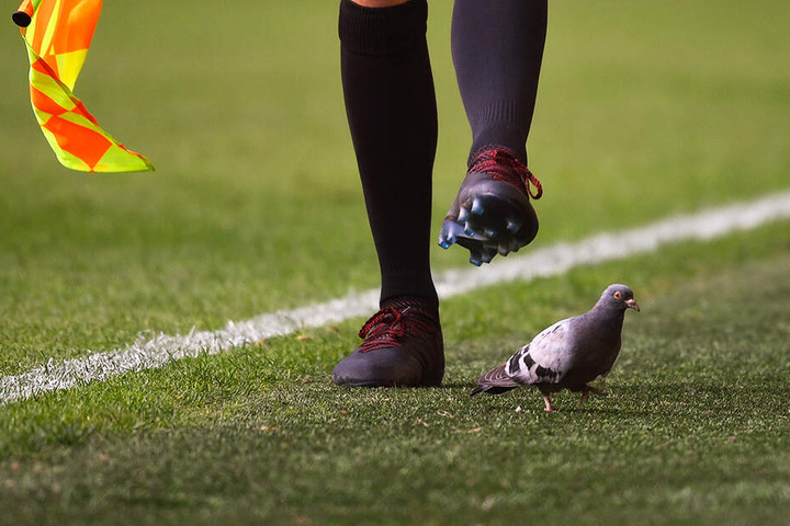 Eine Taube ließ sich überhaupt nicht von den vielen Menschen beeindrucken und suchte am- und auf dem Spielfeld nach Nahrung.