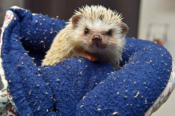Einfach knuffig: Dieser exotische Weißbauchigel wurde jetzt bei kühlen Temperaturen in Dresden ausgesetzt.