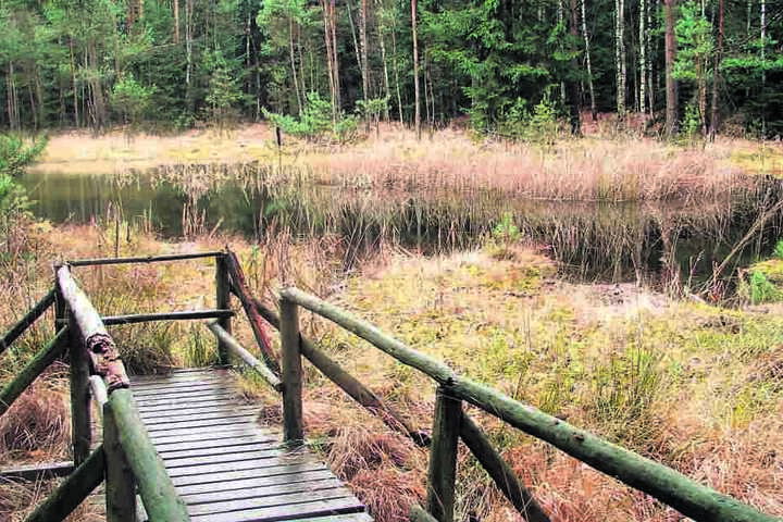 Dresdens einziges sichtbares Moor ist das „Saugartenmoor“ in der Heide.