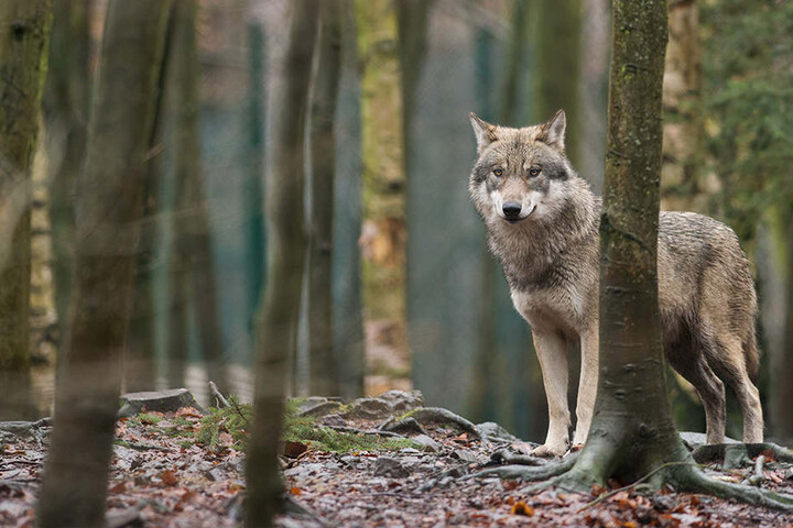 Laut Landesuntersuchungsanstalt wurde das Kalb nicht von einem Wolf getötet.