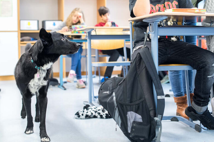 Die Schulhündin ist zweimal pro Woche im Klassenzimmer.