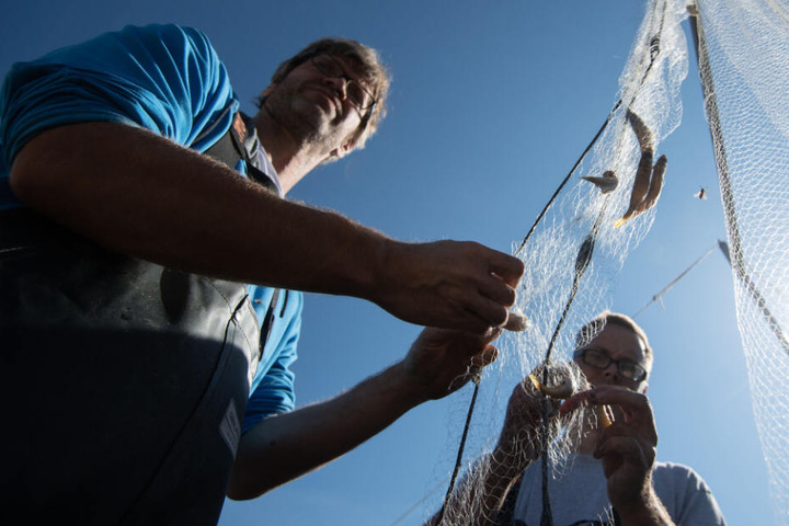 Mitarbeiter eines Forschungsprojekts holen Fische aus einem Fischernetz am Bodensee.