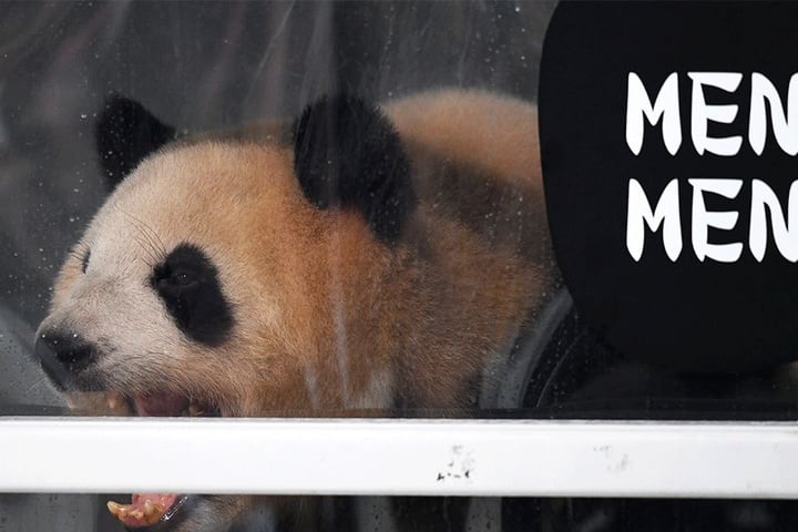 Meng Meng.