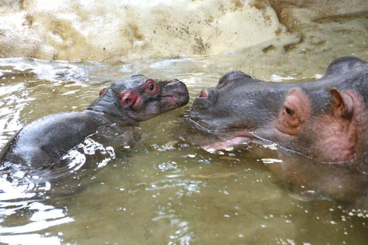 Am Dienstag plantschte das Junge noch mit seiner Mutter im Wasserbecken des Karlsruher Zoo.