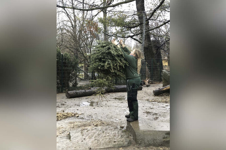 Eben noch geschmückt in der guten Stube, jetzt Spielgerät für Zootiere. Dresdner Weihnachtsbäume werden für den guten Zweck mehrfach benutzt.