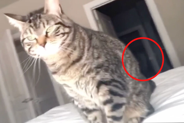 Eigentlich sollte eine Katze die Hauptrolle in dem Clip einnehmen. Es kam jedoch anders.