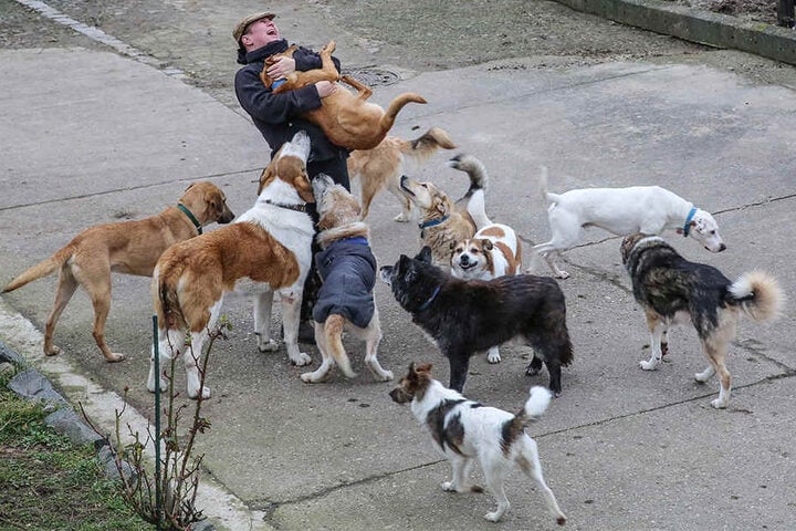 Die Rudelführerin: Almuth wird von ihren Hunden stehts freudig umringt.