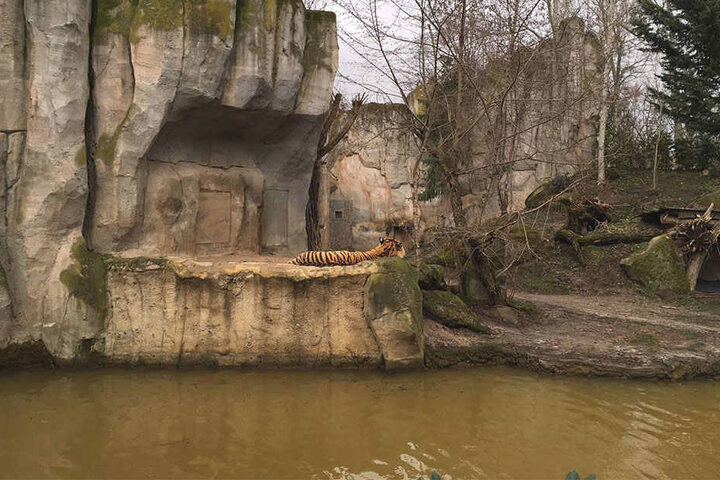 Noch ist er allein im Tigergehege: "Tomak" wartet auf die Rückkehr seines Tiger-Weibchens und ihren beiden Jungen.