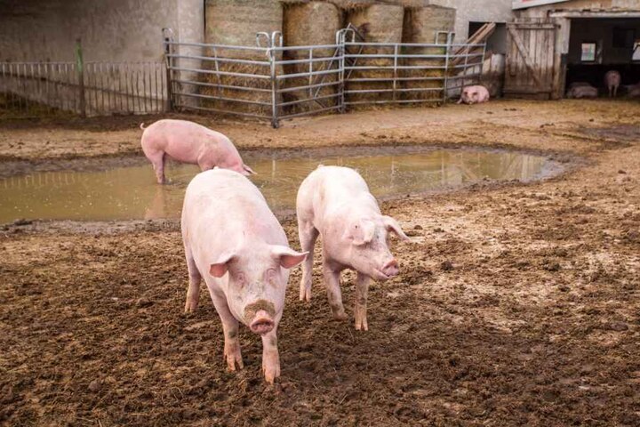 Verglichen mit anderen Agrar-Betrieben
hat man in Otterwisch
Schwein gehabt. Trotzdem geht
es am Ende zum Metzger.