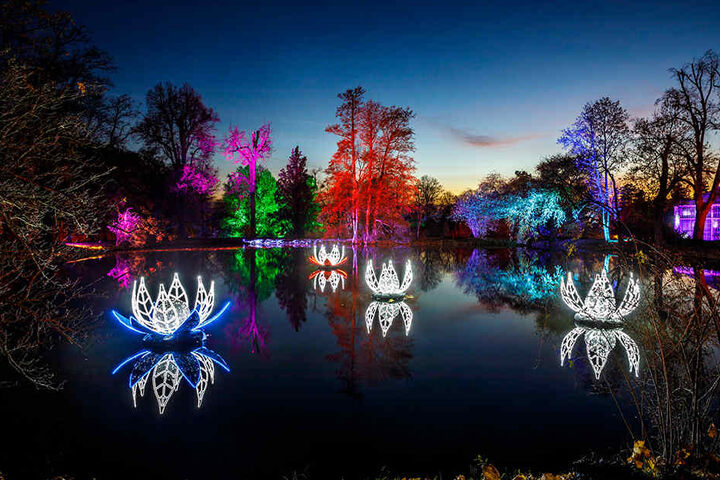 Kunstvolle Seerosen, illuminierte Bäume: Der Pillnitzer Schlosspark ist in ein weihnachtliches Lichtermeer getaucht.