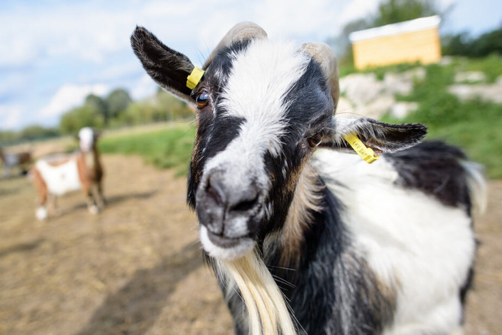 Ziegenbock "Hui Buh" (vom Gericht und Gnadenhof "Buh-Buh" genannt) blickt auf seinem Freigehege auf dem Gnadenhof Gut Streiflach in die Kamera.