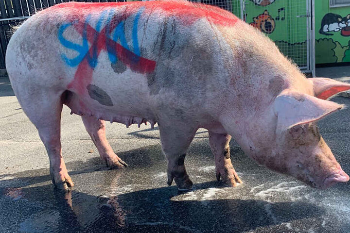 Die Buchstaben "SVW", die in blauer Farbe auf eine Seite des Schweins geschmiert und für den SV Waldhof Mannheim stehen, wurden in roter Farbe durchgestrichen.
