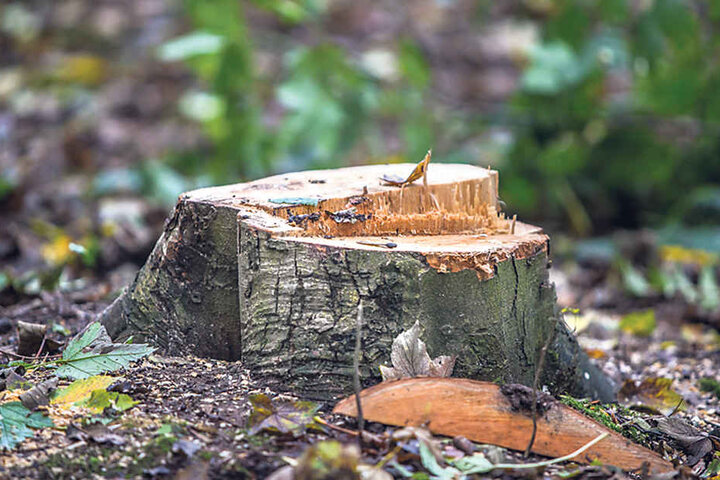 Abgeholzt - auch diese Esche musste fallen, weil der Pilz sie instabil werden ließ.