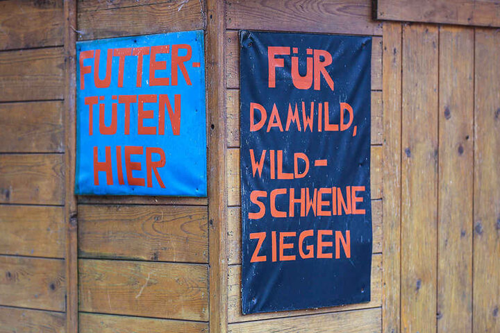 Mit den Haferkörnern aus den Futtertüten konnten Damwild, Wildschweine und Ziegen gefüttert werden.