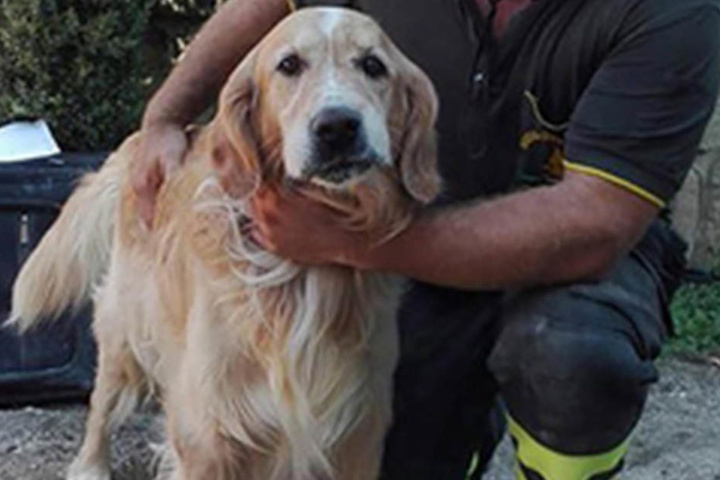 Vom vermissten Retriever Romeo fehlte zunächst jede Spur. Nach zehn Tagen tauchte er unerwartet wieder auf.