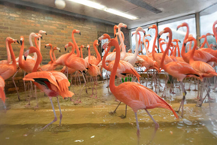Zwei Flamingos fanden bereits den Tod.