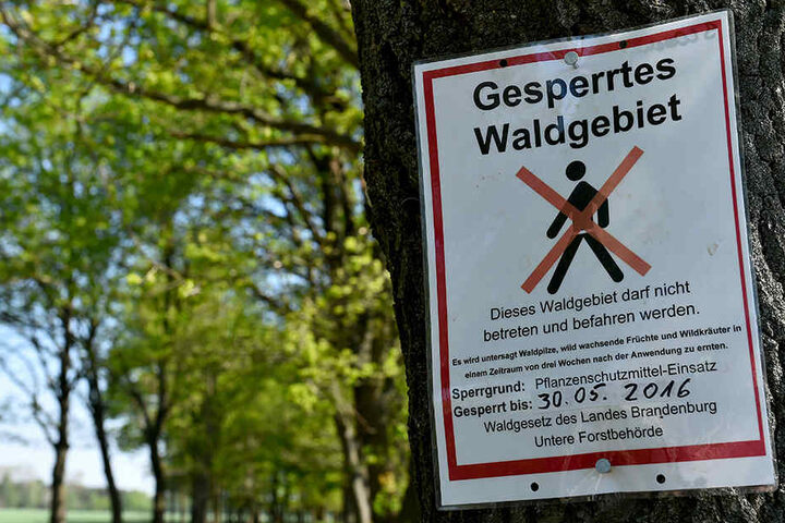 Werden Insektizide gegen den Eichenprozessspinner eingesetzt, müssen ganze Wälder gesperrt werden.