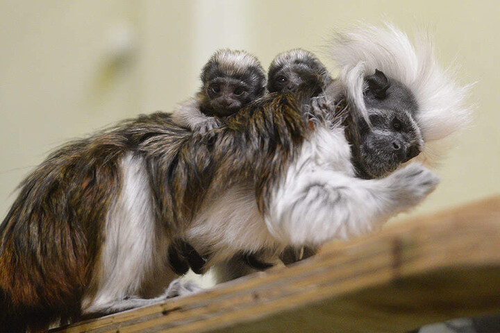 Baby-Alarm auch im Chemnitzer Tierpark: Bei den Lisztäffchen wurden Zwillinge geboren.