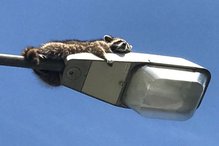 Der Waschbär klammerte sich ängstlich an der Lampe fest.