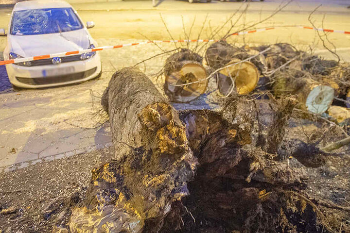In der Neuwerkstraße in Erfurt hat ein Baum einen Golf stark beschädigt.