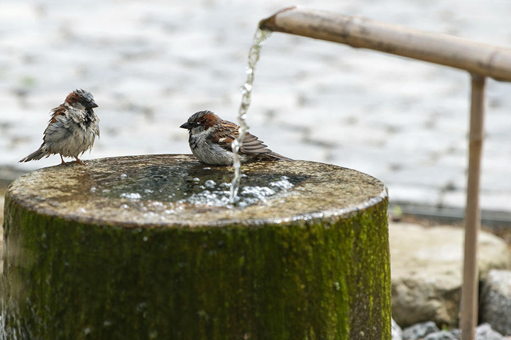 Spatzen plantschen an einem Brunnen im Garten des Sukhavati Spiritual Care Centers in Bad Saarow.