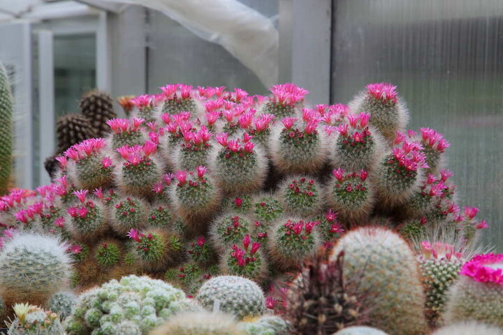 Der bocasana steht in herrlicher Blüte. Mit dieser Pflanze begann vor beinahe 50 Jahren die Leidenschaft.