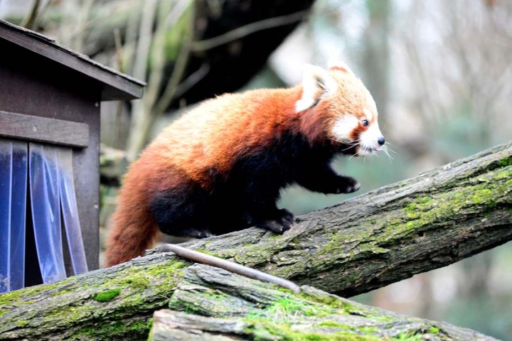 Der Pandanachwuchs erkundet sein Gehege im Dresdner Zoo.